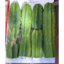 Кактус Сан-Педро (Trichocereus pachanoi, Echinopsis pachanoi)